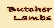 Butcher Lambs